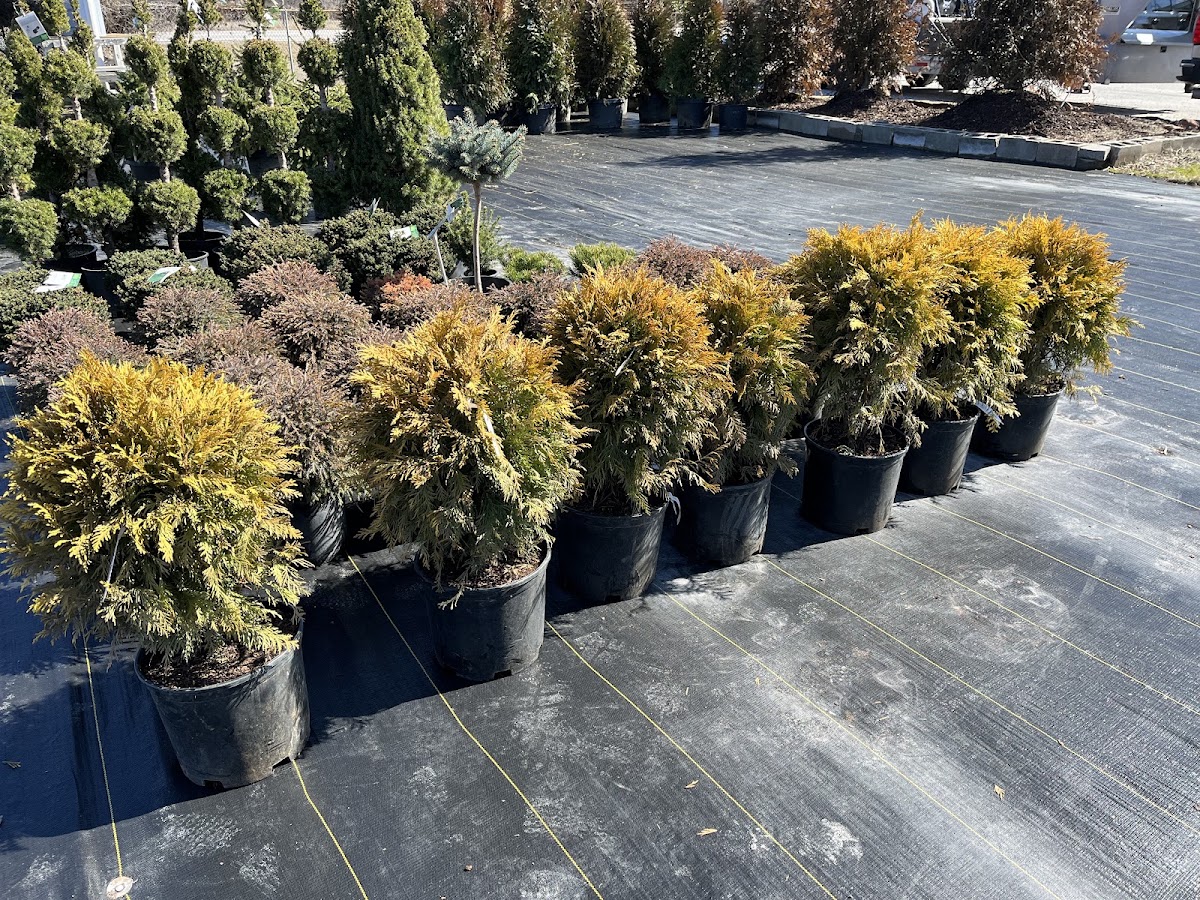 Golden arborvitae and evergreens in pots