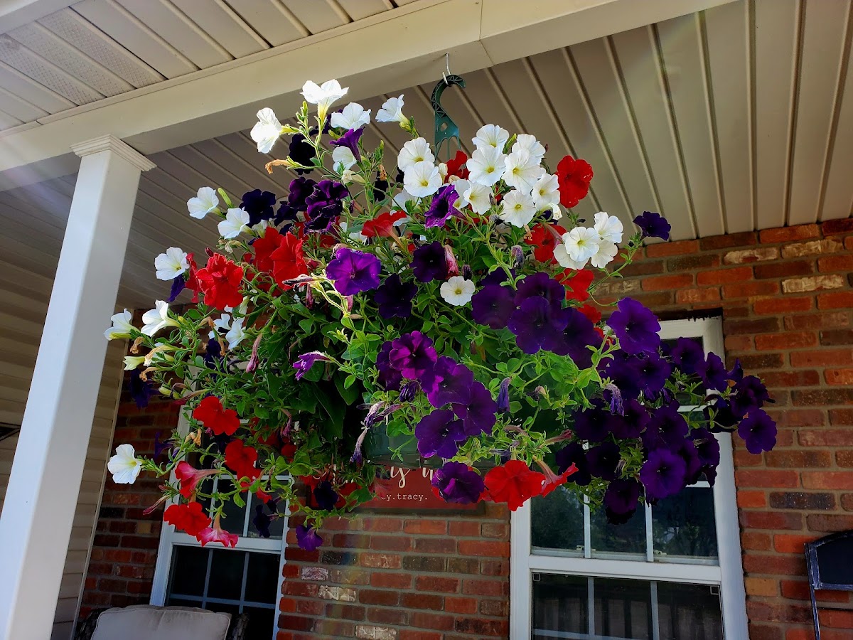 Hanging basket of petunias at Ozark Nursery