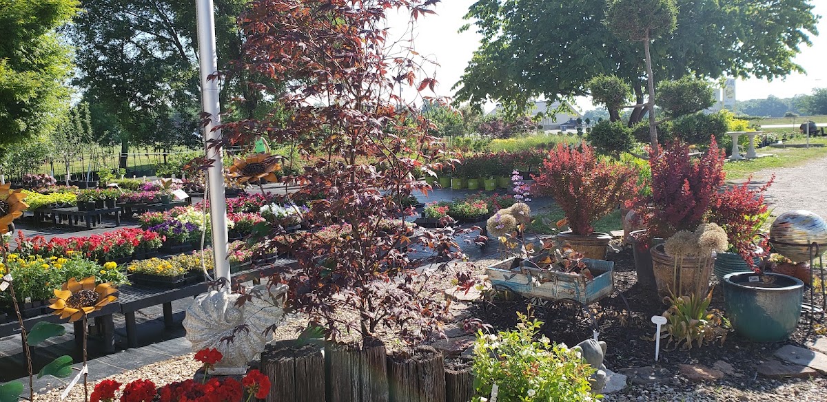 Japanese maple beside colorful display beds