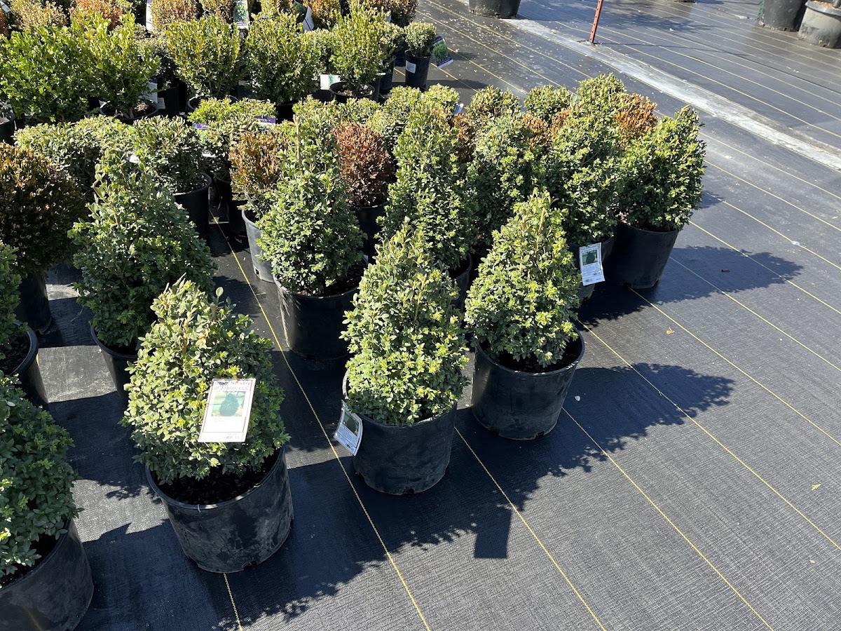Rows of potted boxwood and evergreens