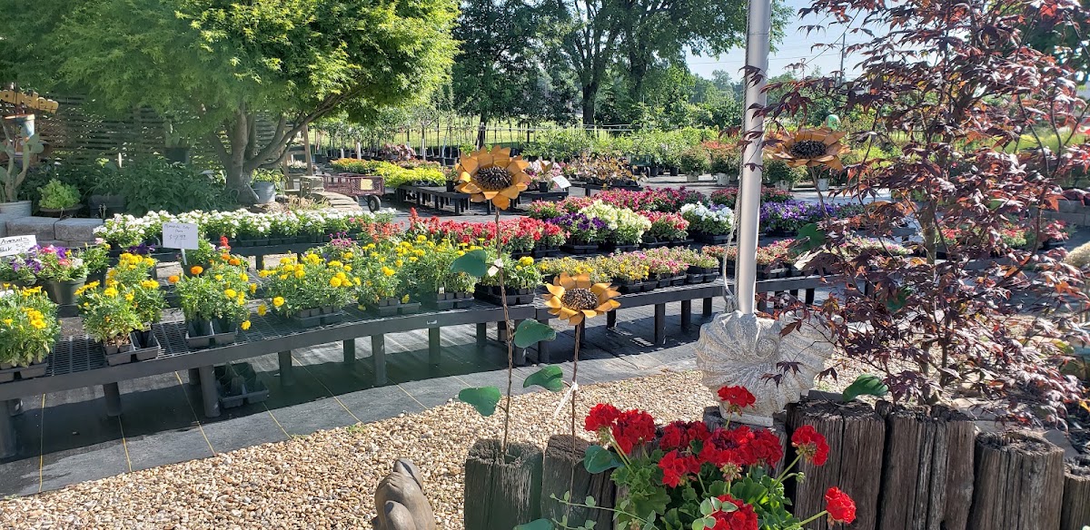 Rows of flowering plants on display